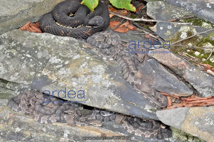 : Timber Rattlesnake with Young : Timber Rattlesnake with Young