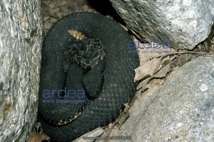 : Timber Rattlesnake with Young : Timber Rattlesnake with Young