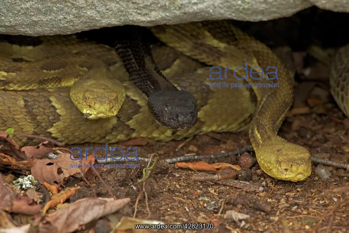 : Timber Rattlesnakes : Timber Rattlesnakes