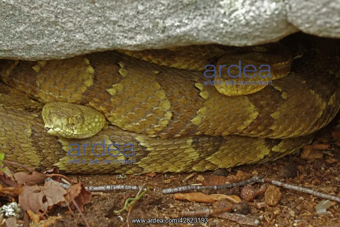 : Timber Rattlesnakes : Timber Rattlesnakes