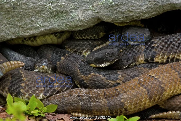 : Timber Rattlesnakes : Timber Rattlesnakes