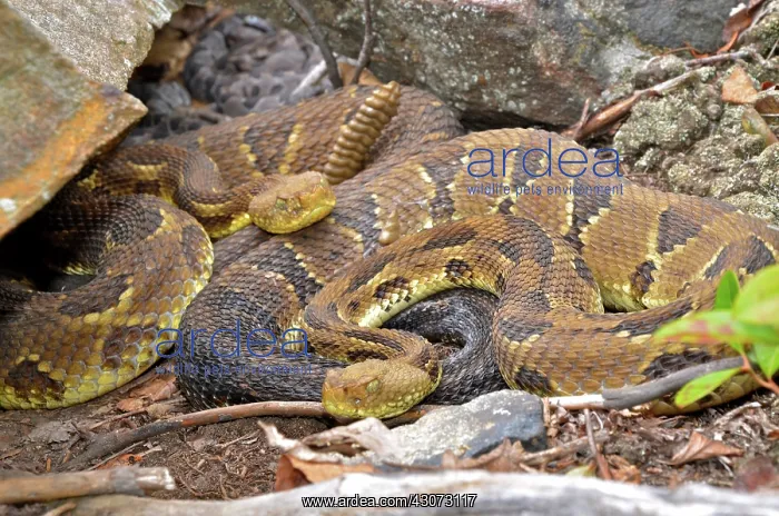 : Timber Rattlesnakes : Timber Rattlesnakes