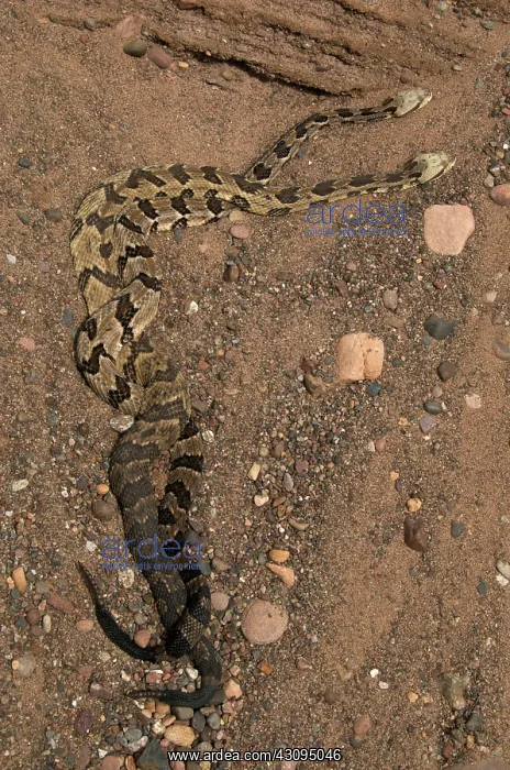 : Timber Rattlesnakes : Timber Rattlesnakes