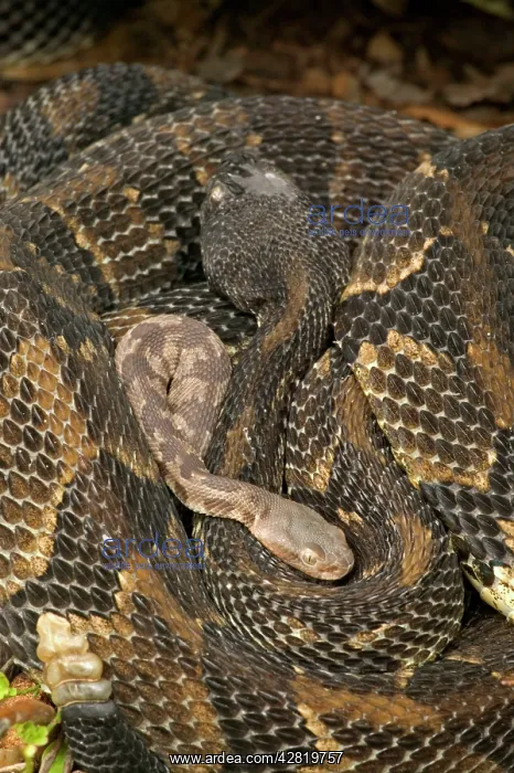 : Timber Rattlesnakes - Adult females with newborn : Timber Rattlesnakes - Adult females with newborn