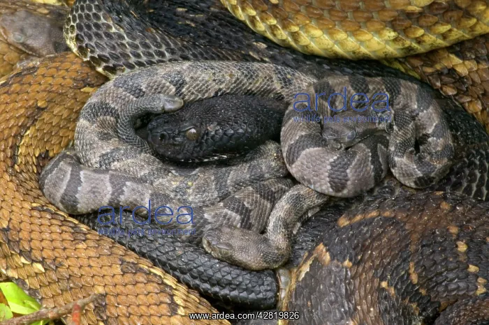 : Timber Rattlesnakes - Adult females with newborn : Timber Rattlesnakes - Adult females with newborn