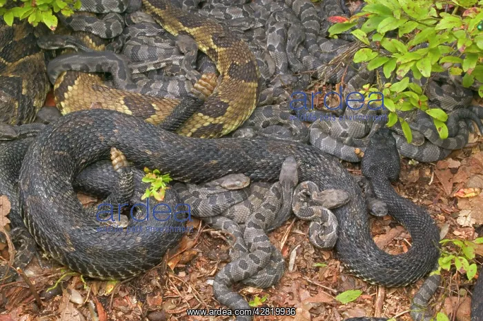 : Timber Rattlesnakes - Adult females with newborn young : Timber Rattlesnakes - Adult females with newborn young