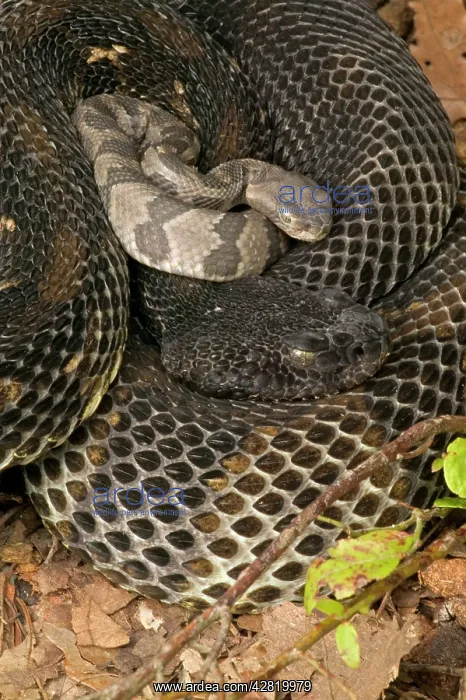 : Timber Rattlesnakes - Adult females with newborn young : Timber Rattlesnakes - Adult females with newborn young