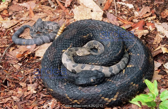 : Timber RATTLESNAKES - adult & young : Timber RATTLESNAKES - adult & young