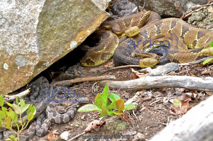 : Timber Rattlesnakes with babies : Timber Rattlesnakes with babies