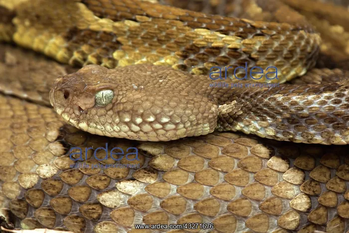 : Timber rattlesnakes, Crotalus horridus, Gravid females baski : Timber rattlesnakes, Crotalus horridus, Gravid females baski