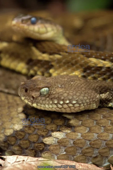 : Timber rattlesnakes, Crotalus horridus, Gravid females baski : Timber rattlesnakes, Crotalus horridus, Gravid females baski