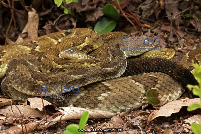 : Timber rattlesnakes, Crotalus horridus, Gravid females baski : Timber rattlesnakes, Crotalus horridus, Gravid females baski