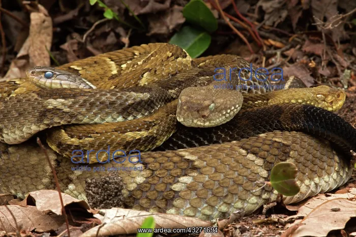 : Timber rattlesnakes, Crotalus horridus, Gravid females baski : Timber rattlesnakes, Crotalus horridus, Gravid females baski