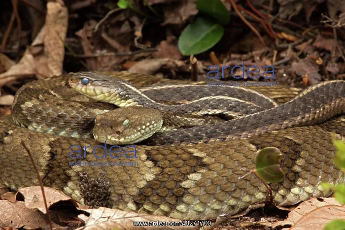 : Timber rattlesnakes, Crotalus horridus, Gravid females baski : Timber rattlesnakes, Crotalus horridus, Gravid females baski