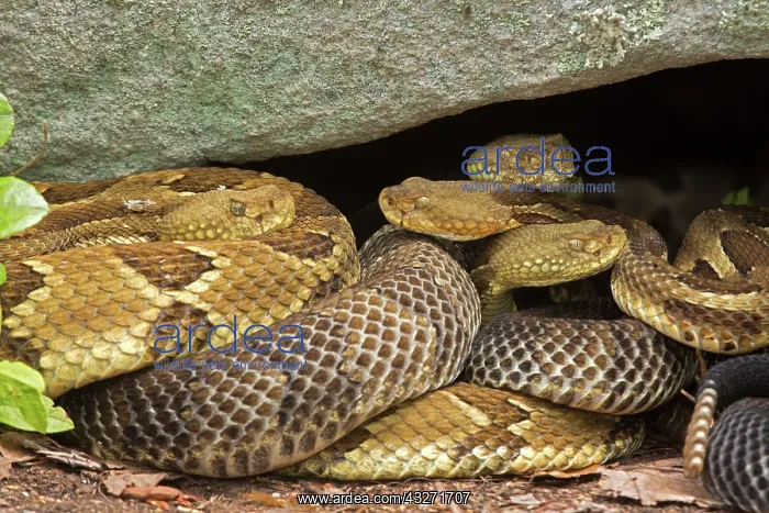 : Timber rattlesnakes, Crotalus horridus, Gravid females baski