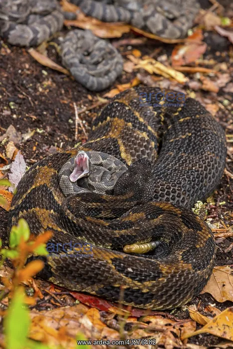: timber rattlesnakes, (Crotalus horridus), female : timber rattlesnakes, (Crotalus horridus), female