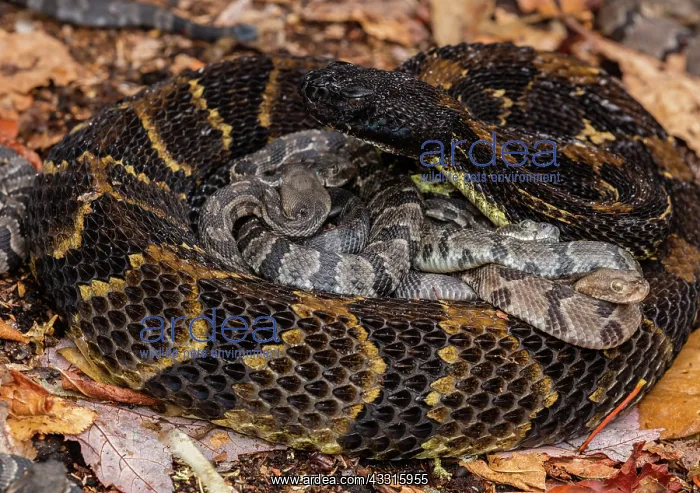 : timber rattlesnakes, (Crotalus horridus), female : timber rattlesnakes, (Crotalus horridus), female