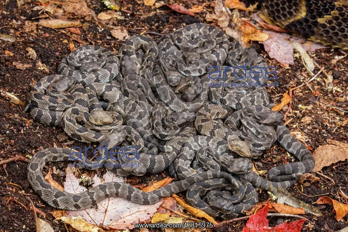 : timber rattlesnakes, (Crotalus horridus), female : timber rattlesnakes, (Crotalus horridus), female