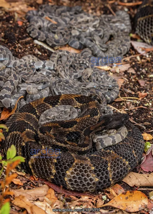 : timber rattlesnakes, (Crotalus horridus), female : timber rattlesnakes, (Crotalus horridus), female