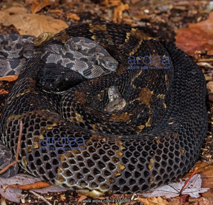 : timber rattlesnakes, (Crotalus horridus), female : timber rattlesnakes, (Crotalus horridus), female