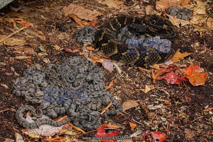 : timber rattlesnakes, (Crotalus horridus), female : timber rattlesnakes, (Crotalus horridus), female
