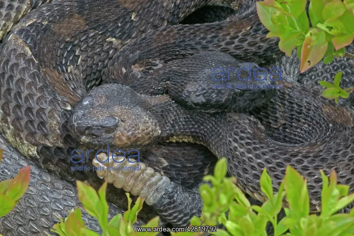 : Timber Rattlesnakes - Emerging from hibernation at den site : Timber Rattlesnakes - Emerging from hibernation at den site