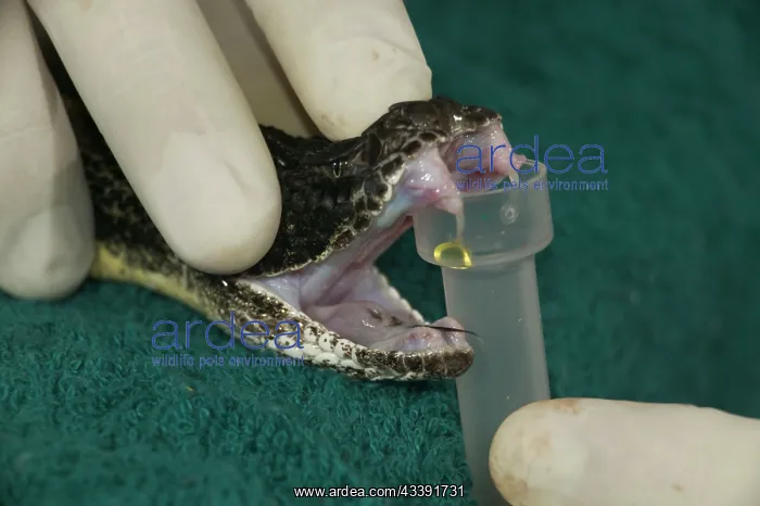 : Timber Rattlesnakes - Extracting or milking venom : Timber Rattlesnakes - Extracting or milking venom