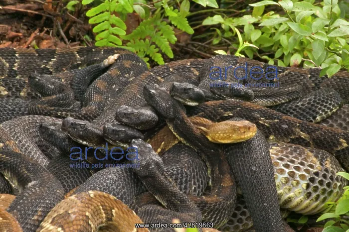 : Timber Rattlesnakes - Gravid females basking to : Timber Rattlesnakes - Gravid females basking to