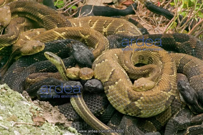 : Timber Rattlesnakes - Gravid females basking to : Timber Rattlesnakes - Gravid females basking to