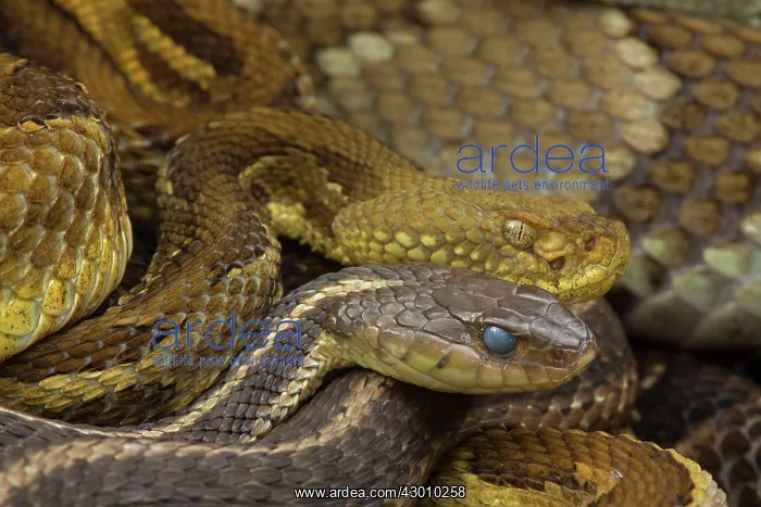 : Timber Rattlesnakes gravid females basking : Timber Rattlesnakes gravid females basking