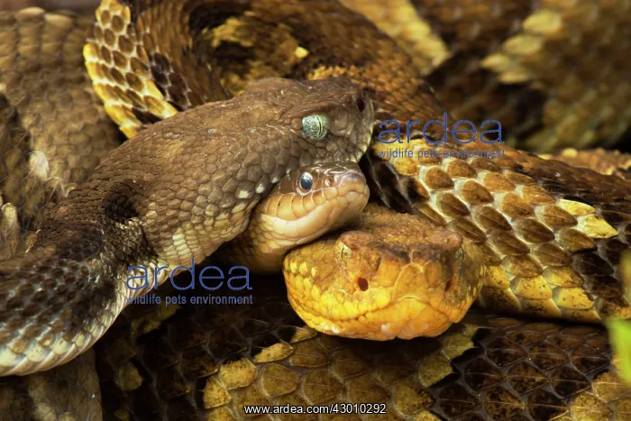 : Timber Rattlesnakes gravid females basking : Timber Rattlesnakes gravid females basking