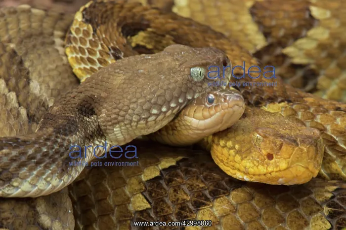 : Timber Rattlesnakes - gravid females basking to bring young : Timber Rattlesnakes - gravid females basking to bring young