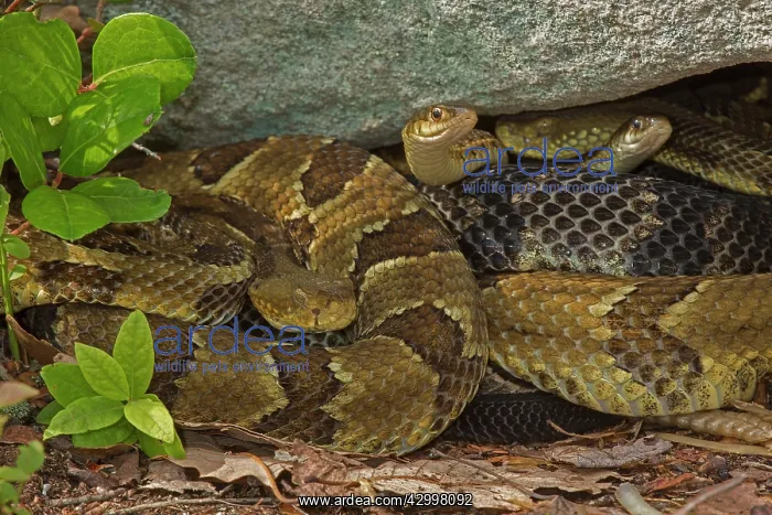  : Timber Rattlesnakes - gravid females basking to bring young
