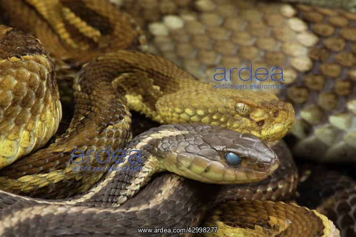 : Timber Rattlesnakes - gravid females basking to bring young : Timber Rattlesnakes - gravid females basking to bring young