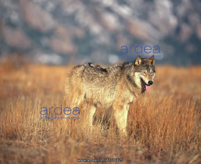 : Timber Wolf : Timber Wolf