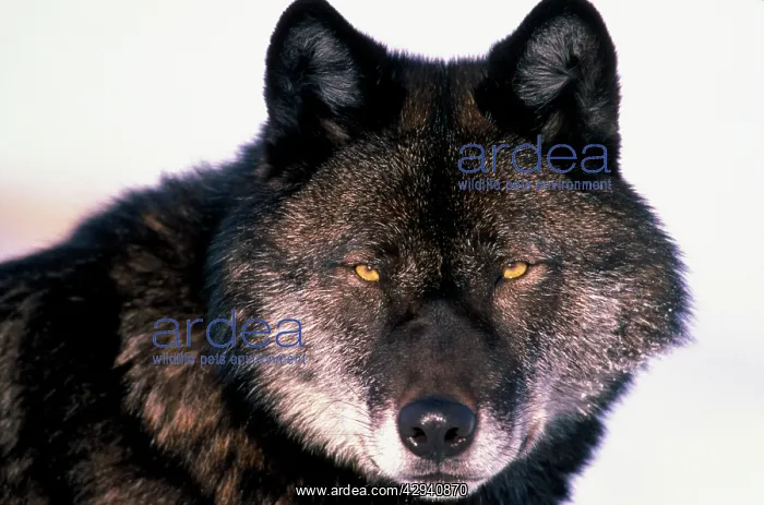 : Timber wolf / Grey WOLF - black phase : Timber wolf / Grey WOLF - black phase