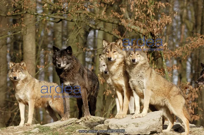 : Timber Wolf / Grey Wolf sub species : Timber Wolf / Grey Wolf sub species