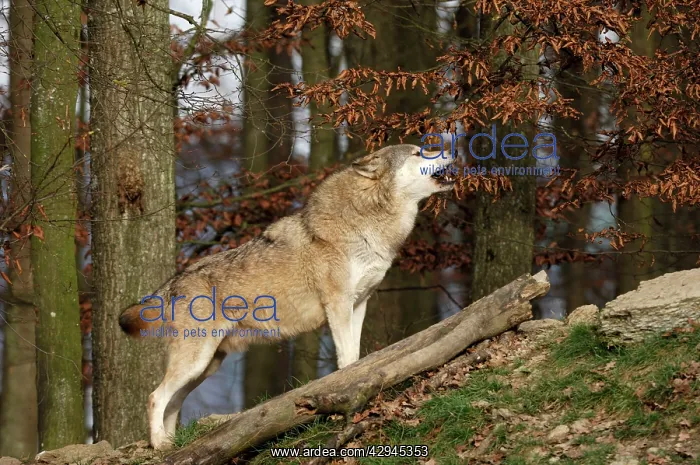 : Timber Wolf / Grey Wolf sub species : Timber Wolf / Grey Wolf sub species