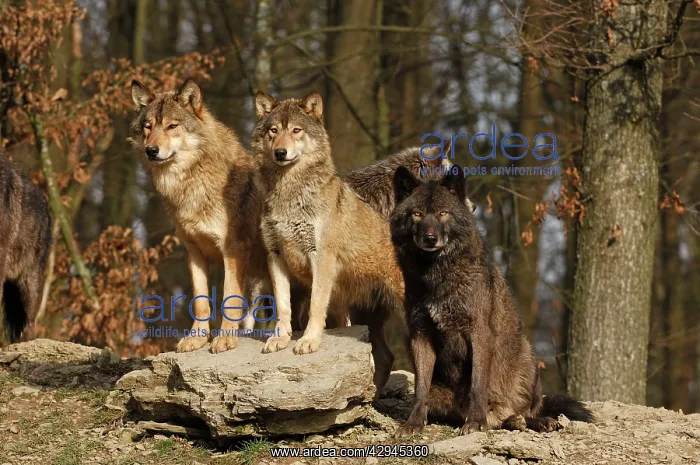 : Timber Wolf / Grey Wolf sub species : Timber Wolf / Grey Wolf sub species