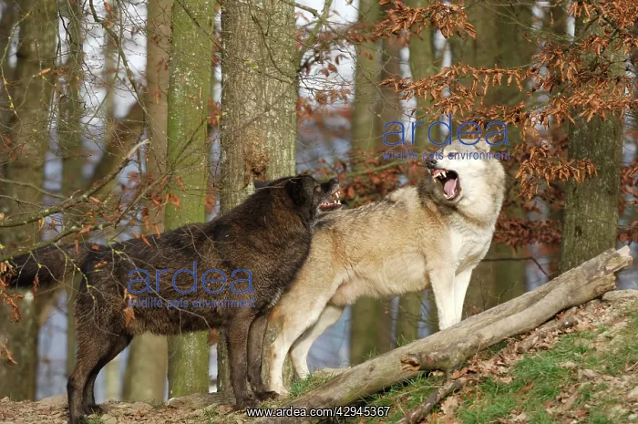 : Timber Wolf / Grey Wolf sub species : Timber Wolf / Grey Wolf sub species