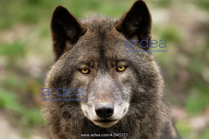 : Timber Wolf / Grey Wolf sub species : Timber Wolf / Grey Wolf sub species