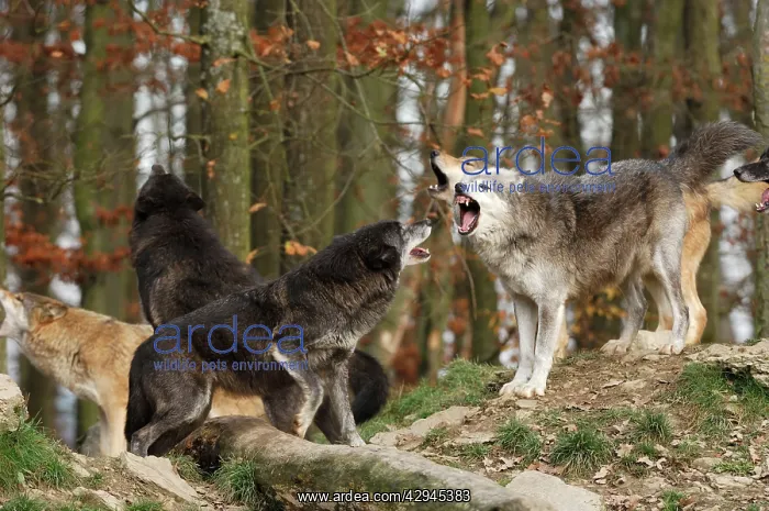 : Timber Wolf / Grey Wolf sub species : Timber Wolf / Grey Wolf sub species