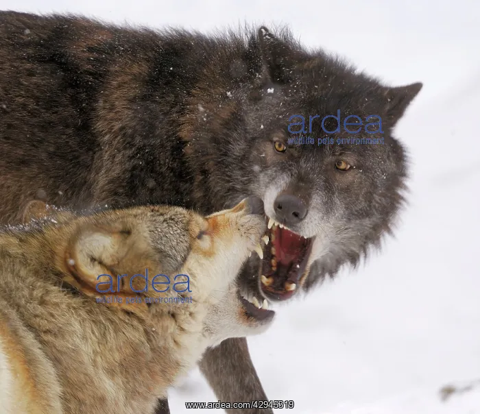 : Timber Wolf / Grey Wolf sub species - in winter snow : Timber Wolf / Grey Wolf sub species - in winter snow