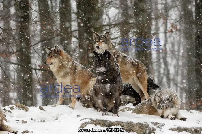 : Timber Wolf / Grey Wolf sub species - in winter snow : Timber Wolf / Grey Wolf sub species - in winter snow