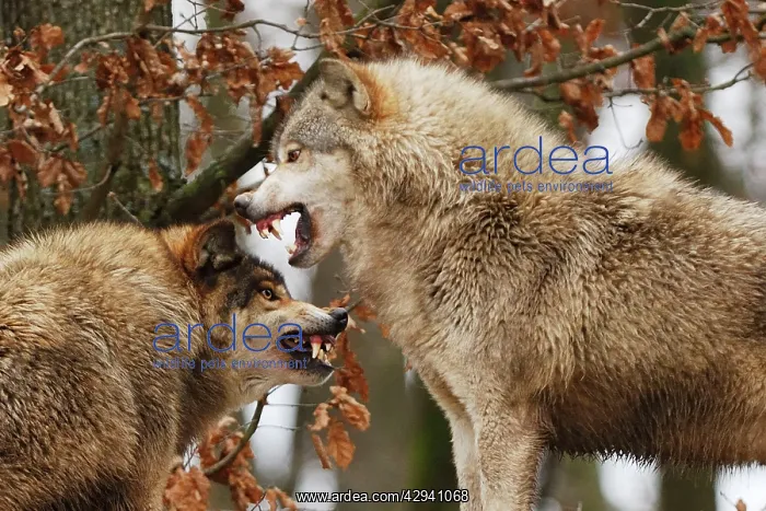 : Timber Wolf - intimidation (priority behaviour) : Timber Wolf - intimidation (priority behaviour)