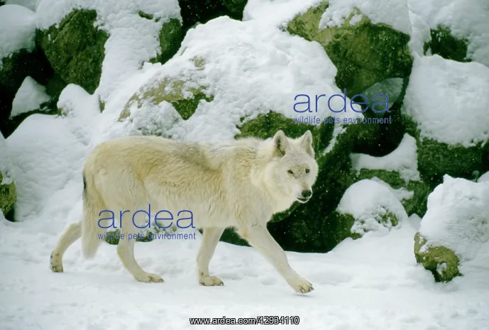 : TIMBER WOLF IN SNOW : TIMBER WOLF IN SNOW