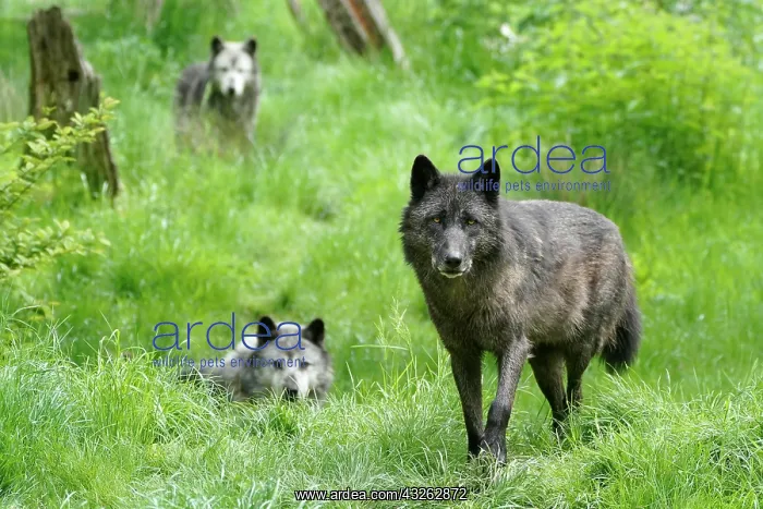 : Timber wolves (Canis lupus lycaon), captive, France : Timber wolves (Canis lupus lycaon), captive, France