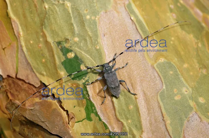: A Timberman beetle / Longhorn beetle, adult, on : A Timberman beetle / Longhorn beetle, adult, on