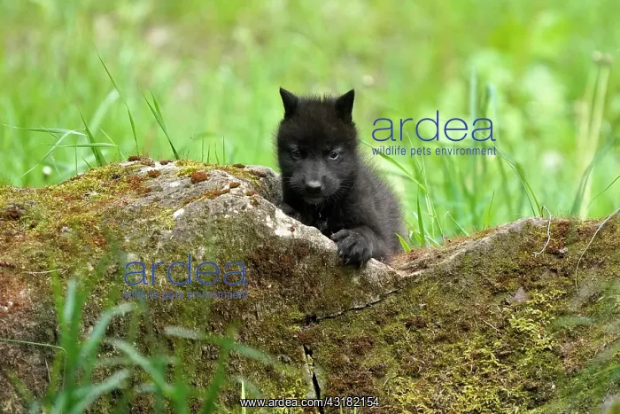 : Timberwolf, American wolf (Canis lupus occidentalis) : Timberwolf, American wolf (Canis lupus occidentalis)