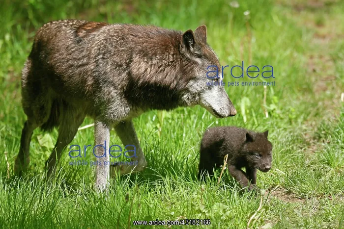 : Timberwolf, American wolf (Canis lupus occidentalis) : Timberwolf, American wolf (Canis lupus occidentalis)